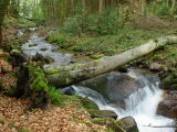 松田雅央 ドイツ環境フォトライブラリー / 黒い森・自然保護区域・ドイツの自然