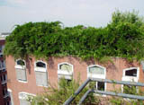 松田雅央, ドイツ環境フォト, 屋上緑化・ビルの屋上