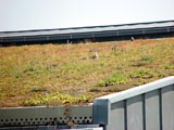 松田雅央, ドイツ環境フォト, 屋上緑化・体育館の屋上
